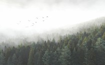 Fototapety ścienne las w mgle 10796 Naklejkomania - zdjecie 2 - miniatura