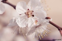 Blossoming of the apricot tree in spring time with white beautiful flowers. Macro image with copy space. Natural seasonal background. Naklejkomania - zdjecie 1 - miniatura