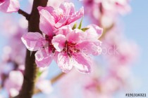 Pink peach blossoms Naklejkomania - zdjecie 1 - miniatura