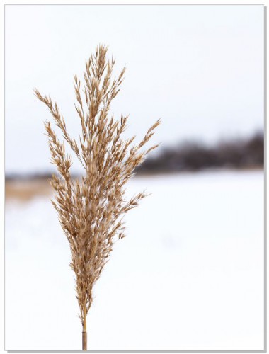 Plakat Kadr na źdźbło 61045 Naklejkomania - zdjecie 1