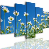 Obrazy 5 częściowe- Kwiat stokrotki łąka niebo 514 Naklejkomania - zdjecie 1 - miniatura