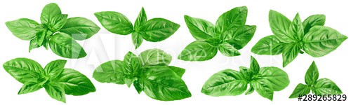Fresh green basil set isolated on white background