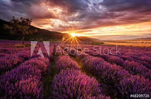 Stunning landscape with lavender field at sunrise