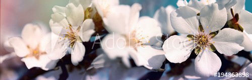 Selective focus on flower petals and stamens - beautiful flowering fruit tree in spring - zdjęcie 1