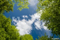 Lush green foliage and sky with clouds in the forest in spring Naklejkomania - zdjecie 1 - miniatura