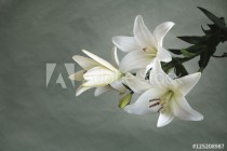 Lily flower on toned texture background. Special light. Copy space. Naklejkomania - zdjecie 1 - miniatura