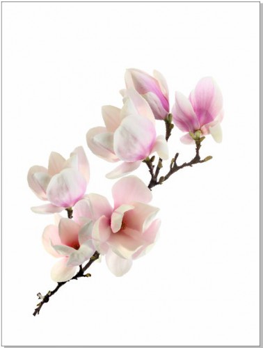 Plakat Magnolia 61092 Naklejkomania - zdjecie 1