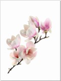 Plakat Magnolia 61092 Naklejkomania - zdjecie 2 - miniatura