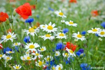 Blumenwiese Wildblumen Naklejkomania - zdjecie 1 - miniatura
