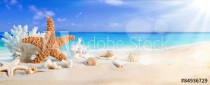 seashells on seashore in tropical beach - summer holiday background
 Naklejkomania - zdjecie 1 - miniatura