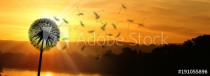 Schöne Pusteblume beim Sonnenuntergang Naklejkomania - zdjecie 1 - miniatura