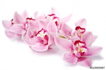pink orchid flowers isolated on white Naklejkomania - zdjecie 1 - miniatura