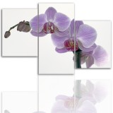 Tryptyk do salonu - Kwiaty, storczyk, orchidea 12098 Naklejkomania - zdjecie 1 - miniatura