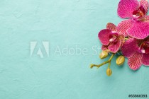 Orchid. Naklejkomania - zdjecie 1 - miniatura