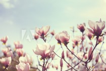 Blooming flowers of magnolia in the park. Naklejkomania - zdjecie 1 - miniatura