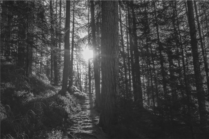 Fototapeta na ścianę tapeta na fizelinie do salonu las, słońce , czerń i biel 10082 - zdjęcie 2