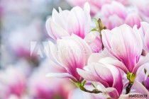 pink flower magnolia Naklejkomania - zdjecie 1 - miniatura