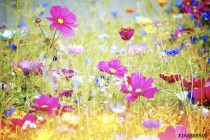Blumenwiese - Sommerblumen Naklejkomania - zdjecie 1 - miniatura