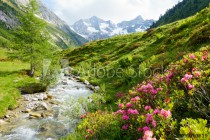 Alpenrosen am Hochgebirgsbach Naklejkomania - zdjecie 1 - miniatura
