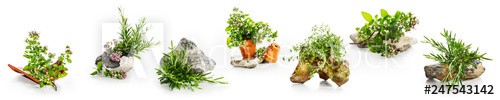 Marjoram, oregano, rosemary garden herbs set - zdjęcie 1