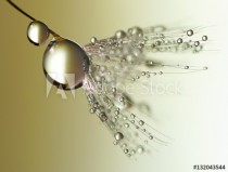 Dandelion with drops of dew in a gold color. Beautiful golden dandelion with water drops. Dandelion seed with dew on a beautiful golden background. Naklejkomania - zdjecie 1 - miniatura