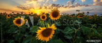 Summer landscape: beauty sunset over sunflowers field. Panoramic views Naklejkomania - zdjecie 1 - miniatura