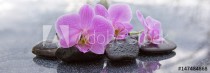Pink orchid and black stones close up. Naklejkomania - zdjecie 1 - miniatura