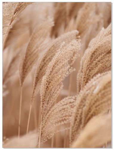 Plakat Nature beige  61019 Naklejkomania - zdjecie 1