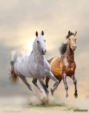 horses in dust Naklejkomania - zdjecie 1 - miniatura