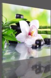 Obrazy jednoczęściowe- Kwiaty, orchidea 523 Naklejkomania - zdjecie 3 - miniatura
