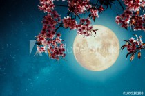 Romantic night scene - Beautiful cherry blossom (sakura flowers) in night skies with full moon.  - Retro style artwork with vintage color tone. Naklejkomania - zdjecie 1 - miniatura
