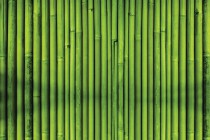 Tapeta Flizelinowa na ścianę zielony bambus 41352 Naklejkomania - zdjecie 2 - miniatura