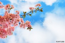 Blooming cherry tree branches against a cloudy blue sky Naklejkomania - zdjecie 1 - miniatura