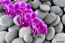 Pink branch orchid on the gray pebbles Naklejkomania - zdjecie 1 - miniatura
