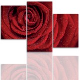 Tryptyk do salonu - Kwiaty, róże, pąk 12108 Naklejkomania - zdjecie 1 - miniatura