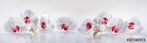 Orchideen 2