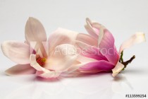 Beautiful magnolia flowers Naklejkomania - zdjecie 1 - miniatura