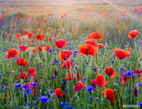 Polne maki pośród traw i kwiatów polnych Naklejkomania - zdjecie 1 - miniatura