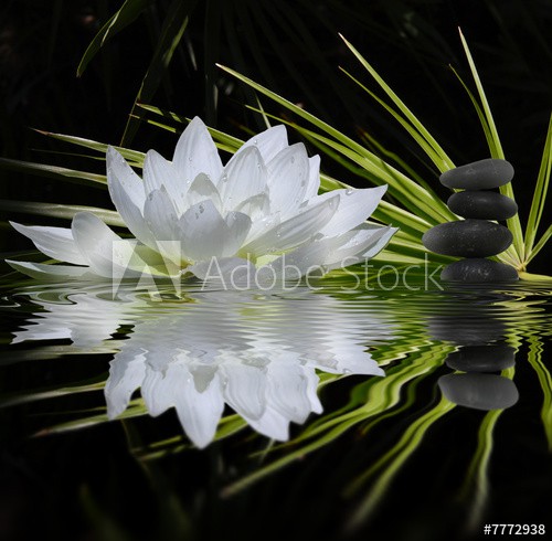 parfum de zen