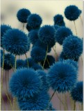 Plakat Niebieskie kwiaty 61139 Naklejkomania - zdjecie 2 - miniatura