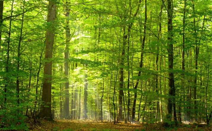 Fototapety ścienne 31250020 wschód słońca w lesie - zdjęcie 2