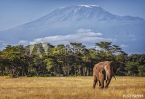 Kilimanjaro and Elephant Naklejkomania - zdjecie 1 - miniatura