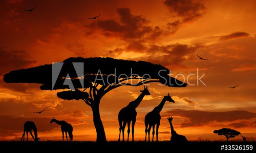 herd of giraffes in the setting sun - zdjęcie 1