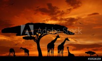 herd of giraffes in the setting sun Naklejkomania - zdjecie 1 - miniatura