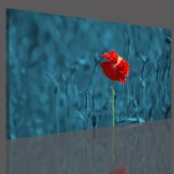 Obraz na ramie płótno canvas- obraz kwiaty łąka mak 15061 Naklejkomania - zdjecie 3 - miniatura