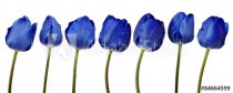 Dewy blue tulips isolated on white background Naklejkomania - zdjecie 1 - miniatura