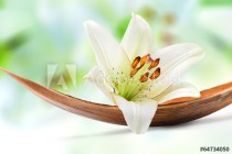 Beautiful white lily flower on a coco palm leaf Naklejkomania - zdjecie 1 - miniatura