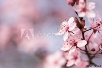 branch with cherry blossoms in detail and blurred background Naklejkomania - zdjecie 1 - miniatura