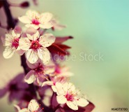 Cherry Blossom. Sakura Naklejkomania - zdjecie 1 - miniatura