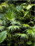Plakat Jungla, liście, palma,61116 Naklejkomania - zdjecie 2 - miniatura